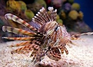 Lionfish