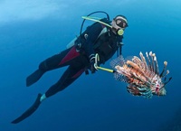Hunting Lion fish